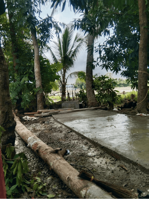 Freshly poured concrete pavement through a coconut grove